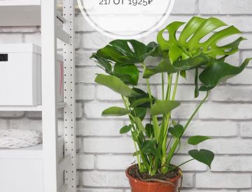 Крупномерные растения в нашем ассортименте! 